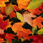 Fall Into Better Health