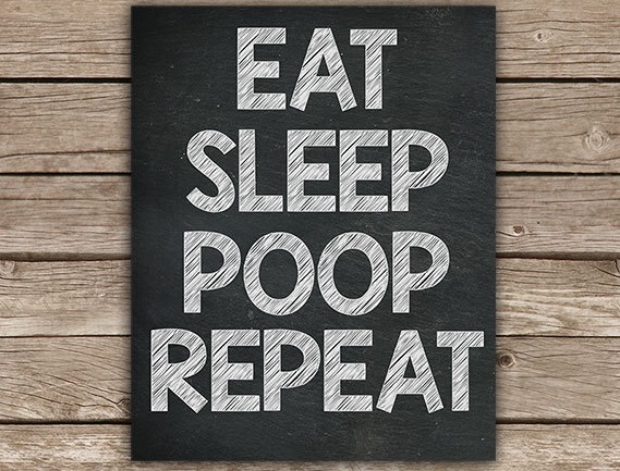 eat poop sleep repeat